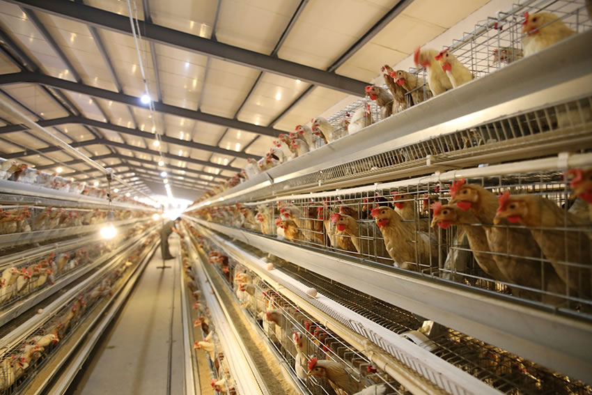 在養雞的過程中需要哪些設備